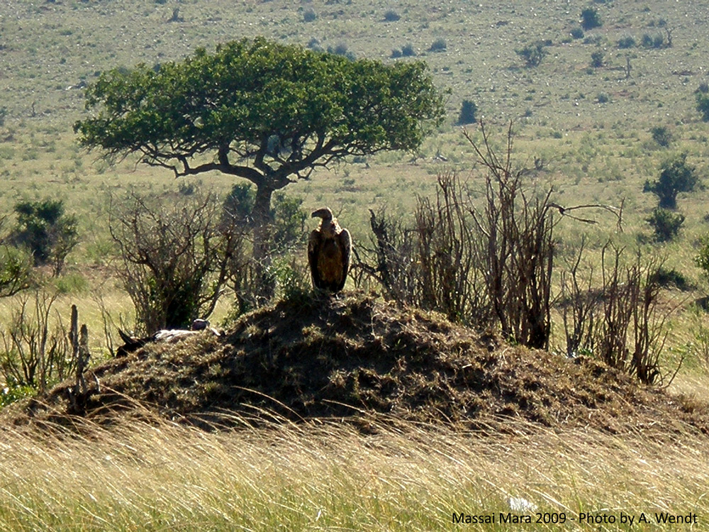 Geier im Massai Mara / Kenia